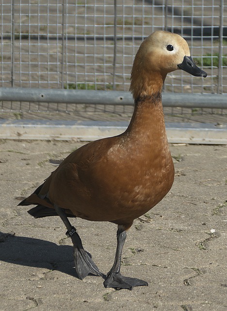 原理