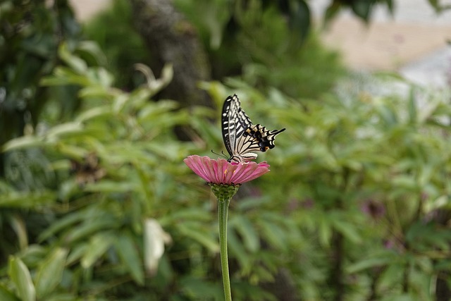 最終黃蜂輸