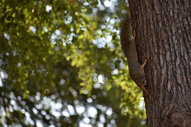 这座被称为 这座被称为